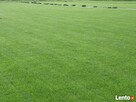 Trawniki, trawa z rolki w rolkach z folii Szczecin, Goleniów