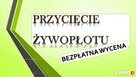 Wycięcie drzewa cena, tel. 504-746-203. ścięcie, wycinka - 2