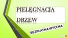 Wycięcie drzewa cena, tel. 504-746-203. ścięcie, wycinka - 4