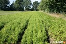 Tuja Thuja brabant 100cm świerk srebrny, jodła kaukaska - 3
