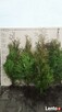 Tuja Thuja brabant 100cm świerk srebrny, jodła kaukaska - 2