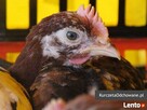 Kurczęta odchowane kury kokoszki Świętokrzyskie Starachowice - 2