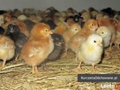 Kurczęta odchowane kury kokoszki Świętokrzyskie Starachowice - 6