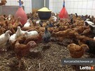 Kurczęta odchowane kury kokoszki Świętokrzyskie Starachowice - 5