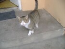 Maciej, młody kotek szuka kochającego domu - 1