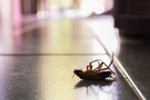 OLPEST Serwis - zwalczanie karaluchów, prusaków, dezynsekcja - 2