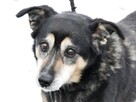 KAMYCZEK-spokojny,przyjazny,grzeczny starszy pies prosi oDOM - 3