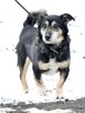 KAMYCZEK-spokojny,przyjazny,grzeczny starszy pies prosi oDOM - 2