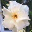 Sadzonki oleander - 5