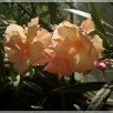 Sadzonki oleander - 4