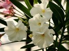 Nasiona oleander - 6