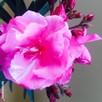 Sadzonki oleander - 6