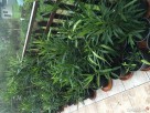 Sadzonki oleander - 3