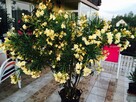Szczepki oleander - 8