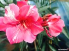 Sadzonki oleander - 2