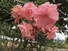 Oleander brzoskwiniowy - 6