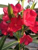 Sadzonki oleander - 7