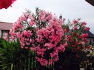 Nasiona oleander - 5