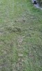 Wertykulacja trawnika - 2
