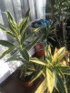 oleander o pstrych liściach - 1