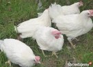 Sprzedam młode kurki nioski (leghorn, lohman, rossa) - 3