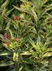 oleander o pstrych liściach - 3