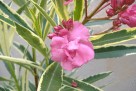 oleander o pstrych liściach - 4