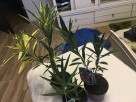 oleander o pstrych liściach - 6