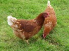 Sprzedam młode kurki nioski (leghorn, lohman, rossa) - 4