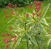 oleander o pstrych liściach - 7