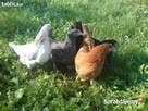 Sprzedam młode kurki nioski (leghorn, lohman, rossa) - 2