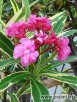 oleander o pstrych liściach - 2