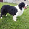 border collie FCI - 8