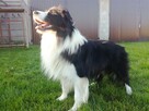 border collie FCI - 7