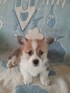 Sprzedam WELSH Corgi Pembroke - 1