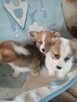Sprzedam WELSH Corgi Pembroke - 3