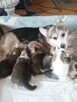 Sprzedam WELSH Corgi Pembroke - 5