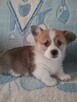 Sprzedam WELSH Corgi Pembroke - 2