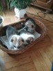 Sprzedam WELSH Corgi Pembroke - 7
