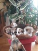 Sprzedam WELSH Corgi Pembroke - 6