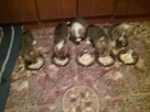 Sprzedam WELSH Corgi Pembroke - 4