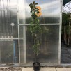 Jabłoń ozdobna ROYALTY sadzonka 120cm w pojemniku różowa - 7