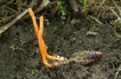 Grzybnia żywego grzyba Cordyceps - 2