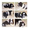Springer spaniel angielski - REPRODUKTOR - KRYCIE - ZKwP/FC - 2