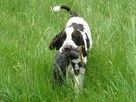 Springer spaniel angielski - REPRODUKTOR - KRYCIE - ZKwP/FC - 3