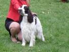 Springer spaniel angielski - REPRODUKTOR - KRYCIE - ZKwP/FC - 5