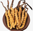 Grzybnia żywego grzyba Cordyceps - 3