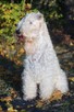 Irish Soft Coated Wheaten Terrier- terier pszeniczny- MIOTY - 4