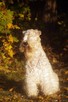 Irish Soft Coated Wheaten Terrier- terier pszeniczny- MIOTY - 7