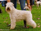 Irish Soft Coated Wheaten Terrier- terier pszeniczny- MIOTY - 1
